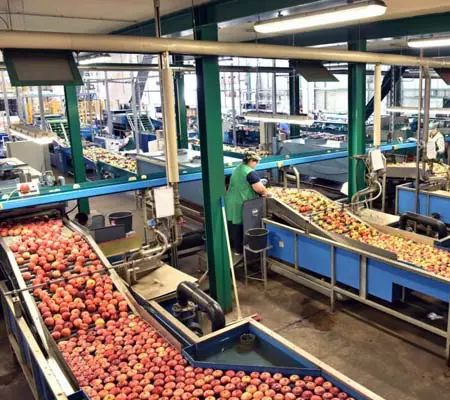 ¿Qué importancia tiene el acero inoxidable en la Industria Alimentaria? 1 Varias cintas transportadoras que conforman la línea de selección de manzanas al interior de una fábrica